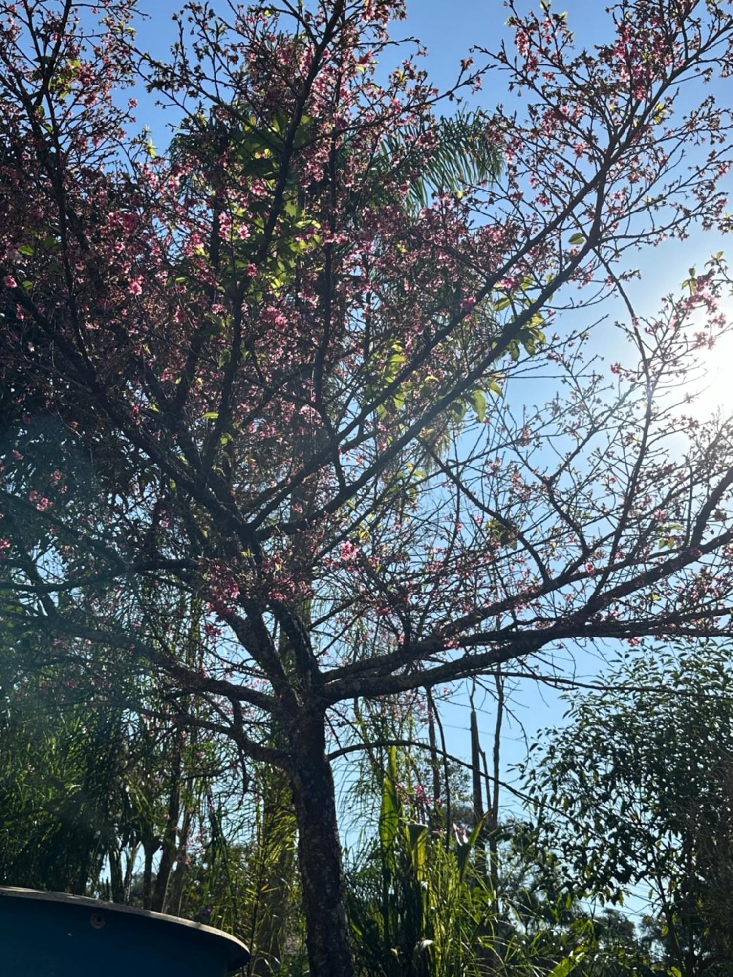 Morada Dos Beija-Flores Ibiúna المظهر الخارجي الصورة